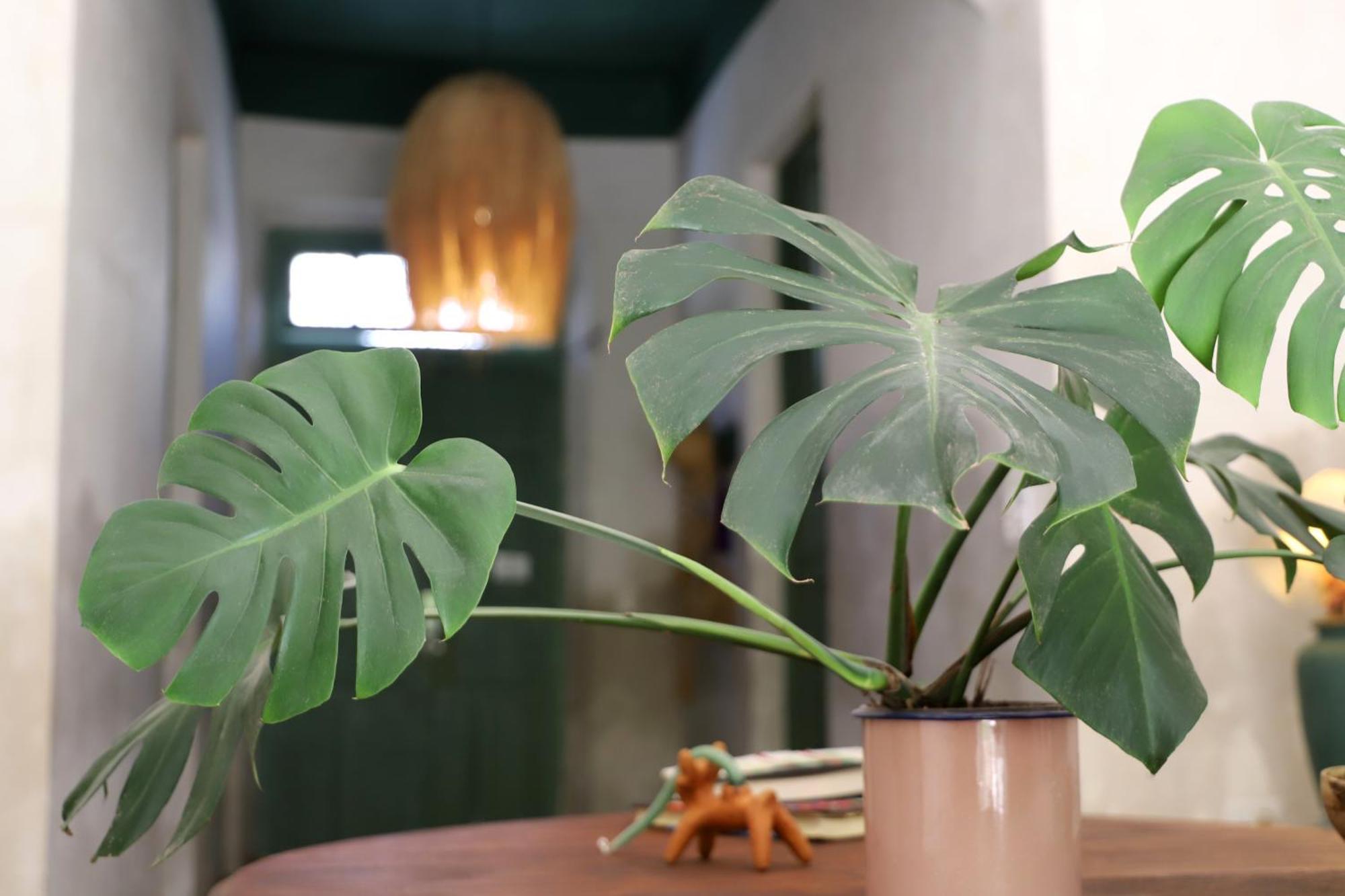 Nuik Casa Tropical Frühstückspension Mérida